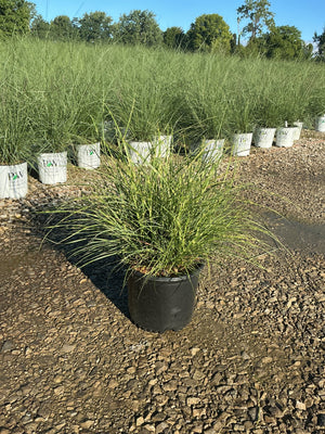Little Zebra Maiden Grass in a black nursery container displayed on gravel at a garden center, with rows of the same grass behind it.