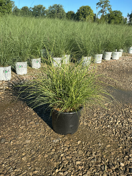 Little Zebra Maiden Grass in a black nursery container displayed on gravel at a garden center, with rows of the same grass behind it.