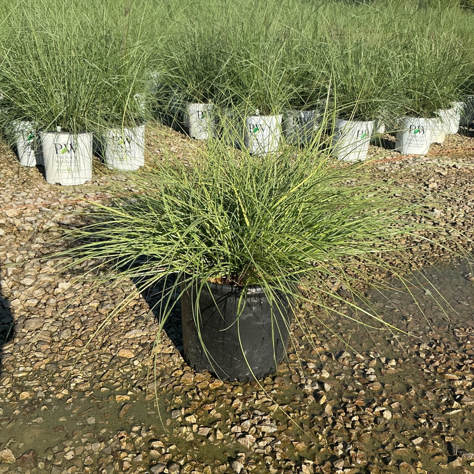 Adagio Maiden Grass in a black nursery container displaying fine-textured arching green foliage at a plant nursery.