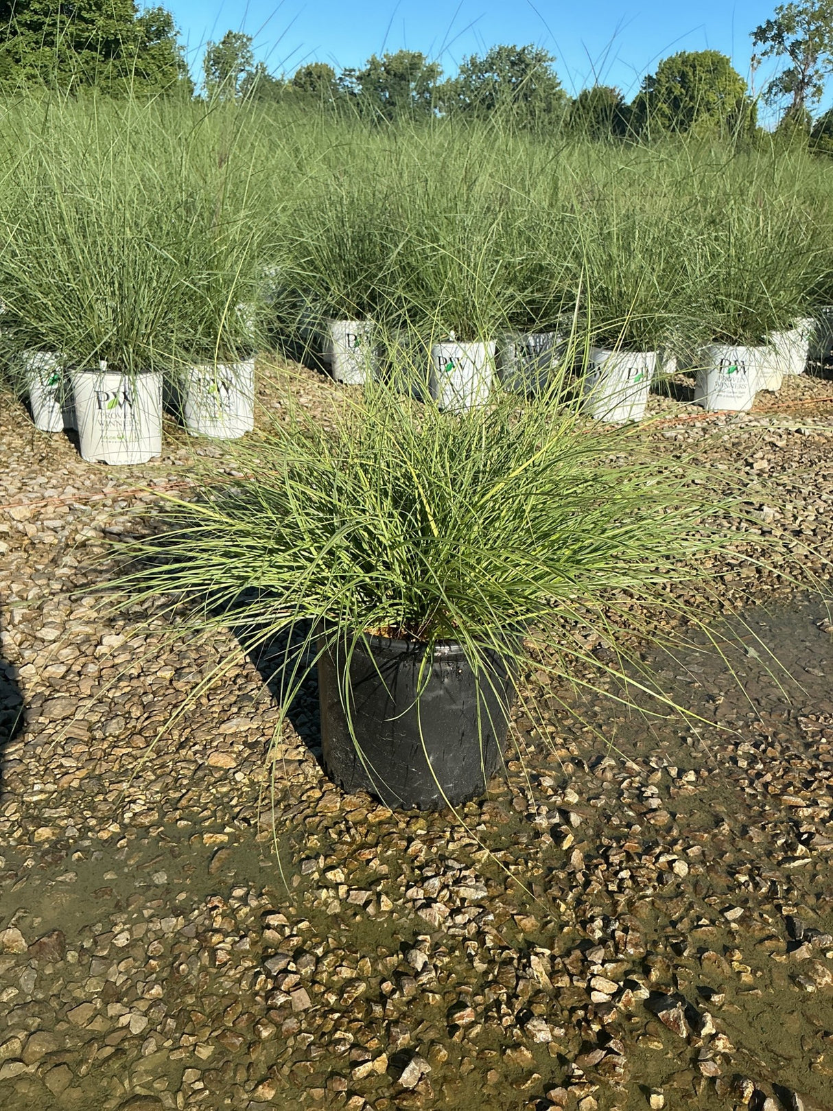 Adagio Maiden Grass in a black nursery container displaying fine-textured arching green foliage at a plant nursery.