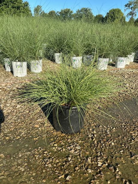 Adagio Maiden Grass in a black nursery container displaying fine-textured arching green foliage at a plant nursery.