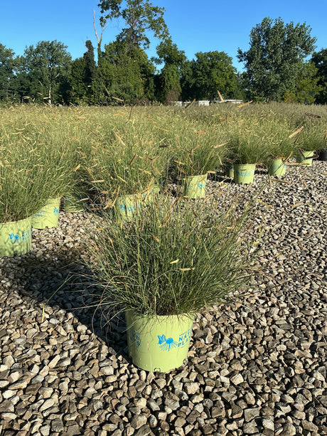 Blonde Ambition Blue Grama Grass in green nursery containers displayed on gravel at Nature Hills Nursery.