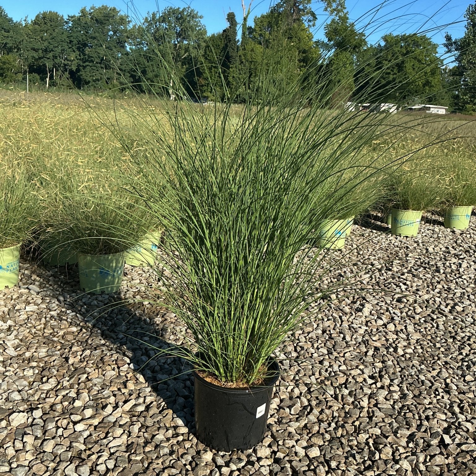 Maiden Grass Miscanthus sinensis Gracillimus in a black nursery container on gravel, showing full upright arching foliage habit.