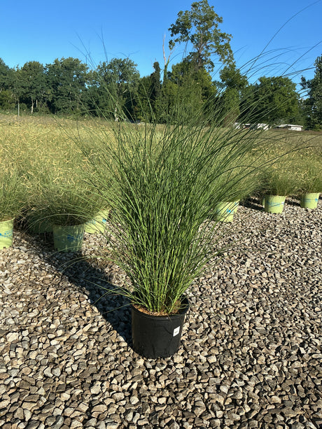 Maiden Grass Miscanthus sinensis Gracillimus in a black nursery container on gravel, showing full upright arching foliage habit.