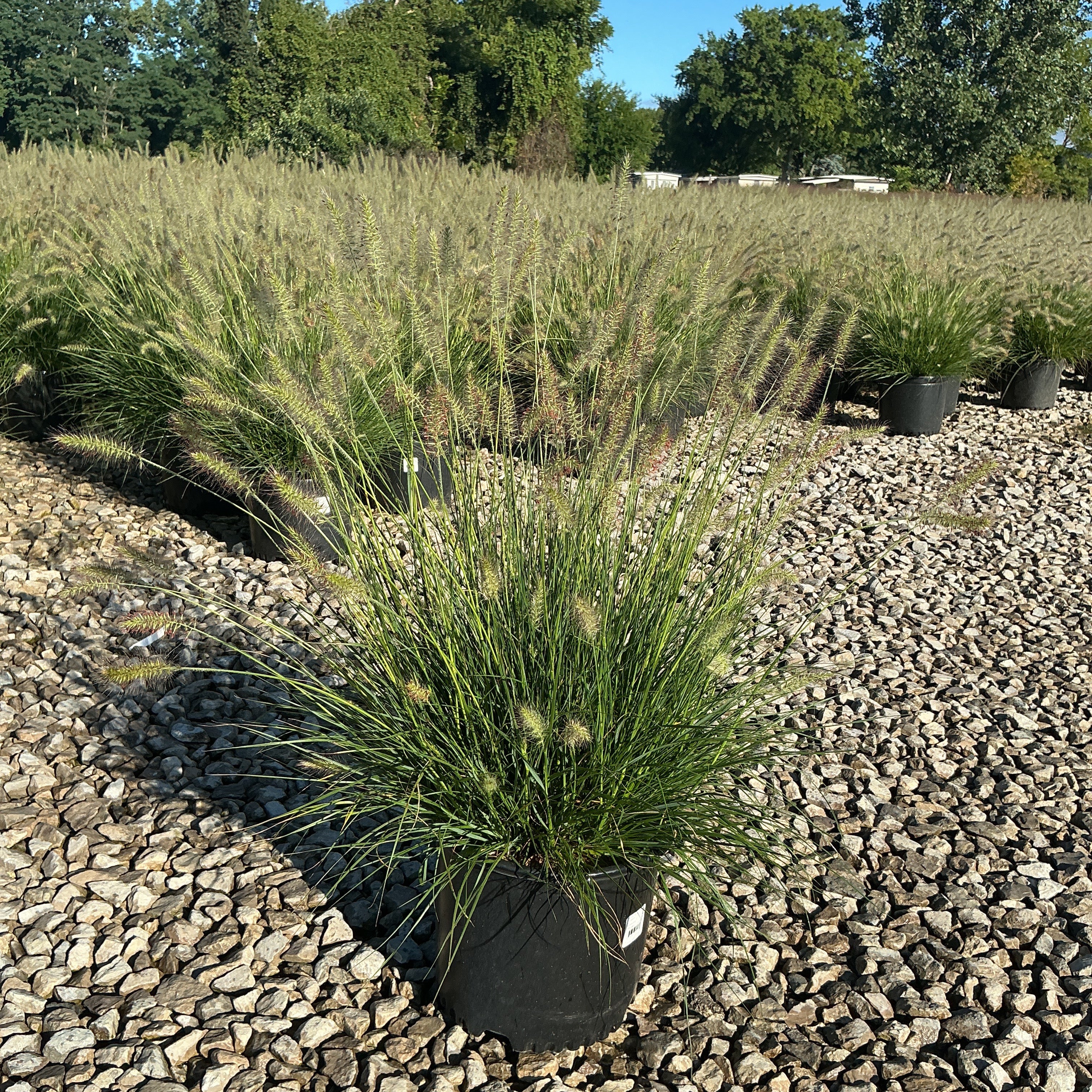 Dwarf Fountain Grass Hameln in a #3 container displaying arching green blades and feathery cream plumes at a nursery.