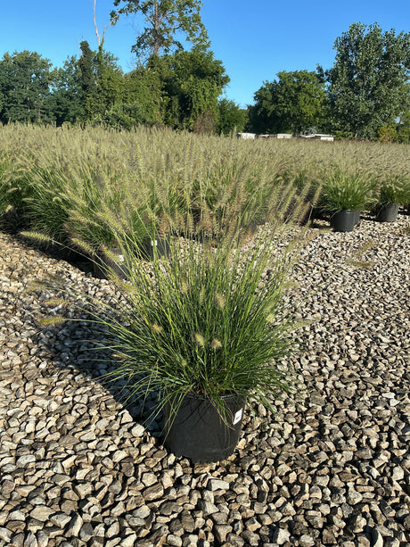 Dwarf Fountain Grass Hameln in a #3 container displaying arching green blades and feathery cream plumes at a nursery.
