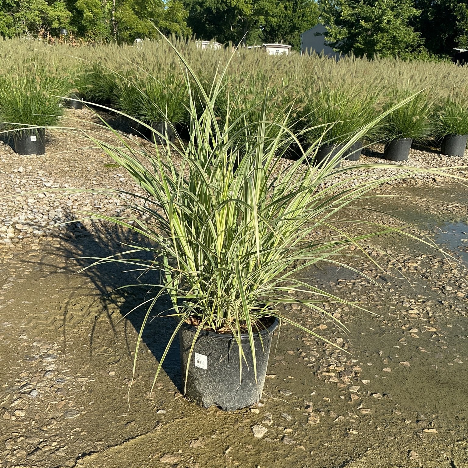 Variegated Japanese Silver Grass in a #3 container displaying arching green and cream-striped foliage at a nursery.