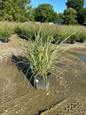 Variegated Japanese Silver Grass in a #3 container displaying arching green and cream-striped foliage at a nursery.
