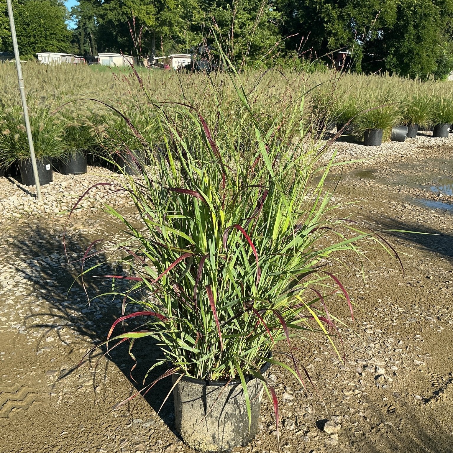 Shenandoah Switch Grass in a #3 container showing green and red-tinged upright foliage at a nursery.