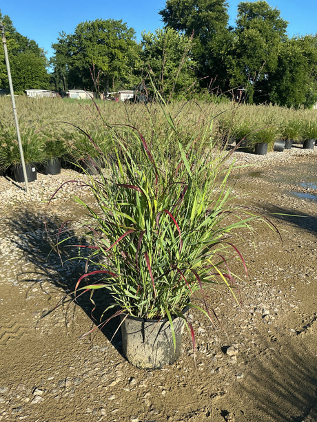 Shenandoah Switch Grass in a #3 container showing green and red-tinged upright foliage at a nursery.