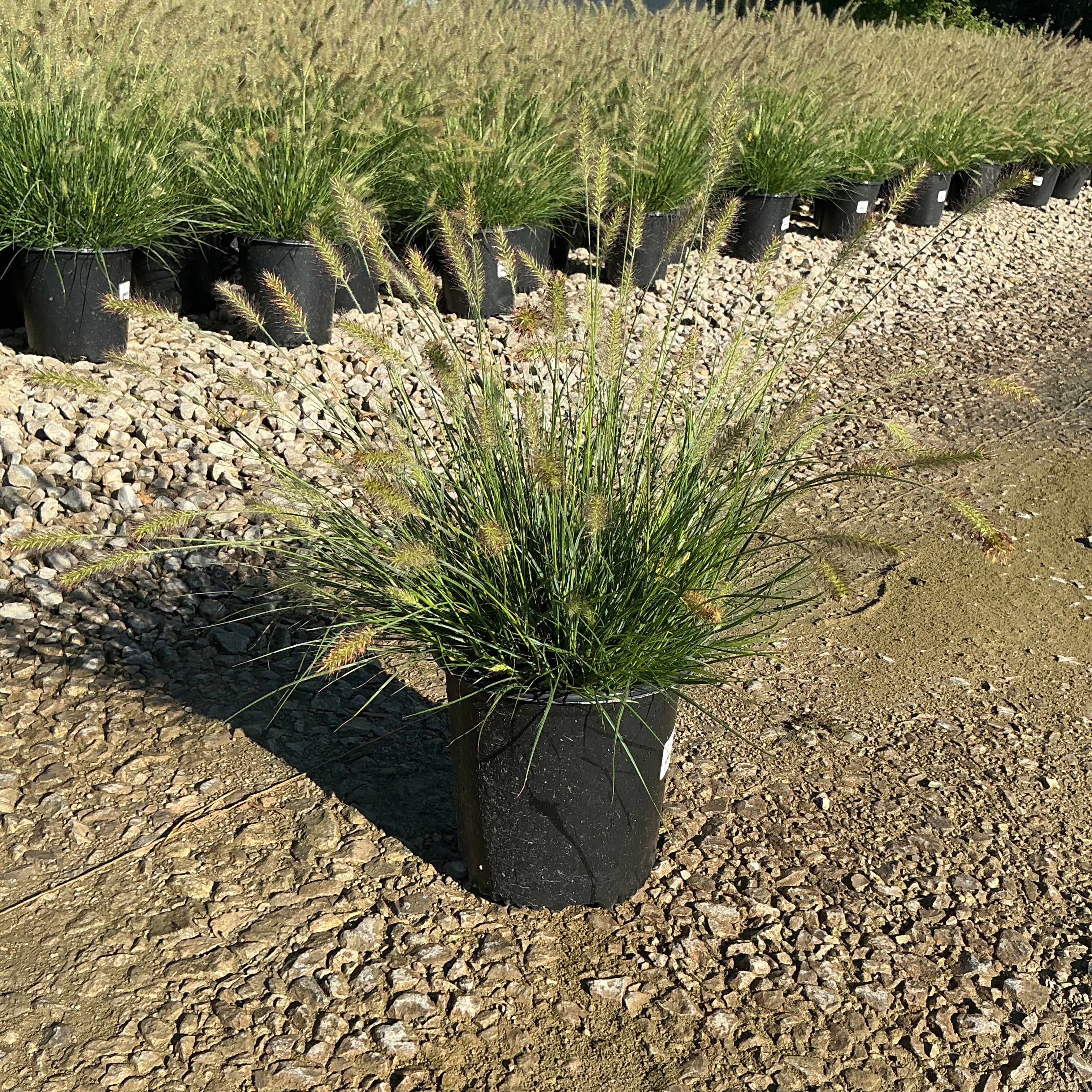 Dwarf Fountain Grass Hameln in black nursery containers displayed in rows at a garden center, showing feathery seed plumes.