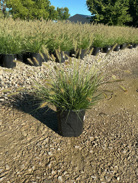Dwarf Fountain Grass Hameln in black nursery containers displayed in rows at a garden center, showing feathery seed plumes.