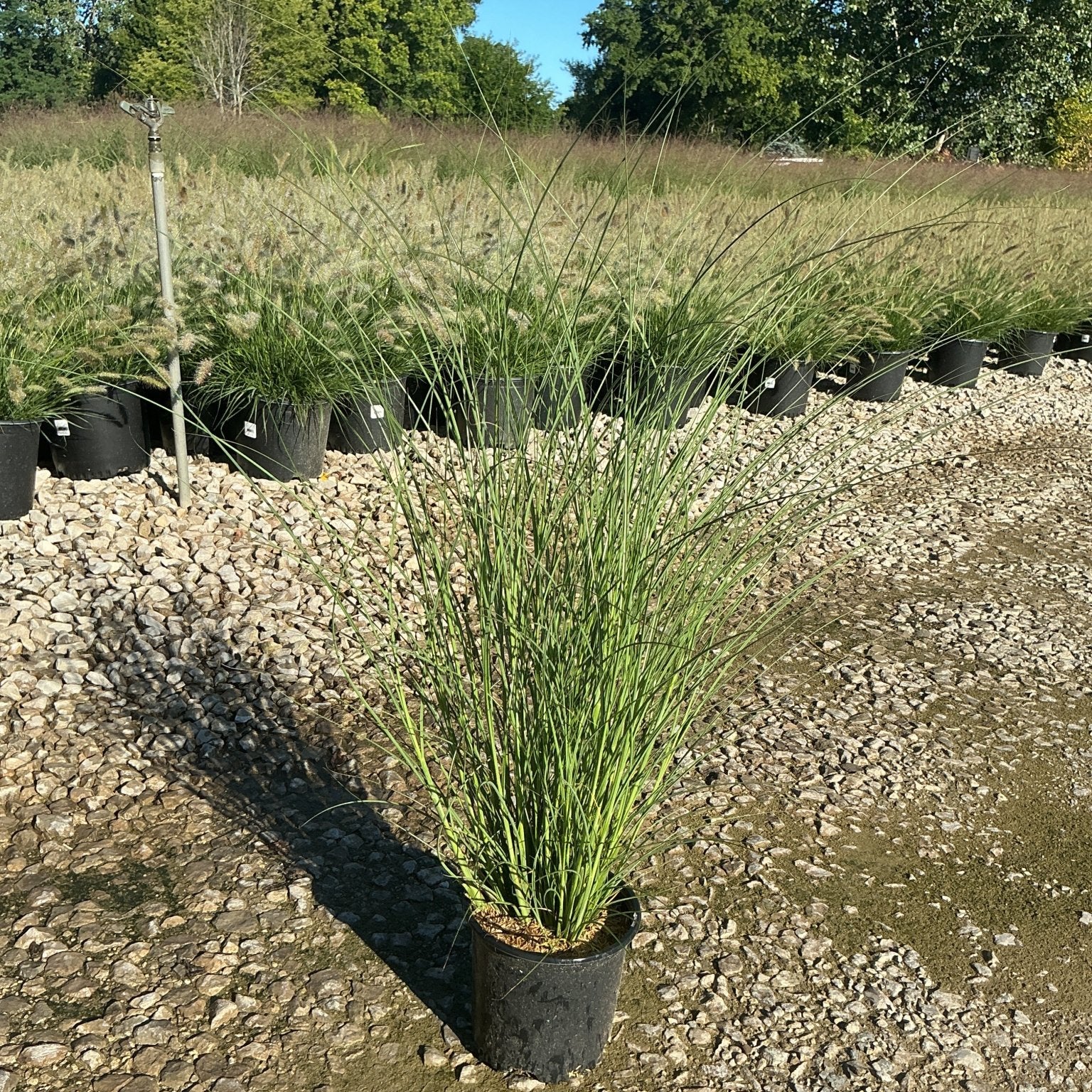 Miscanthus sinensis 'Gracillimus' Maiden Grass in a nursery container showing upright green foliage at a garden center.