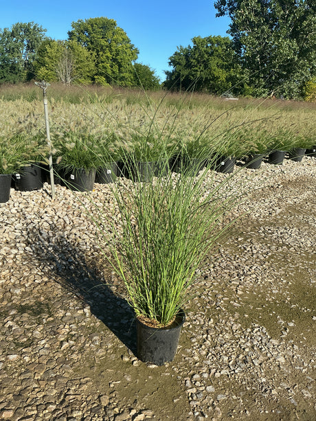 Miscanthus sinensis 'Gracillimus' Maiden Grass in a nursery container showing upright green foliage at a garden center.