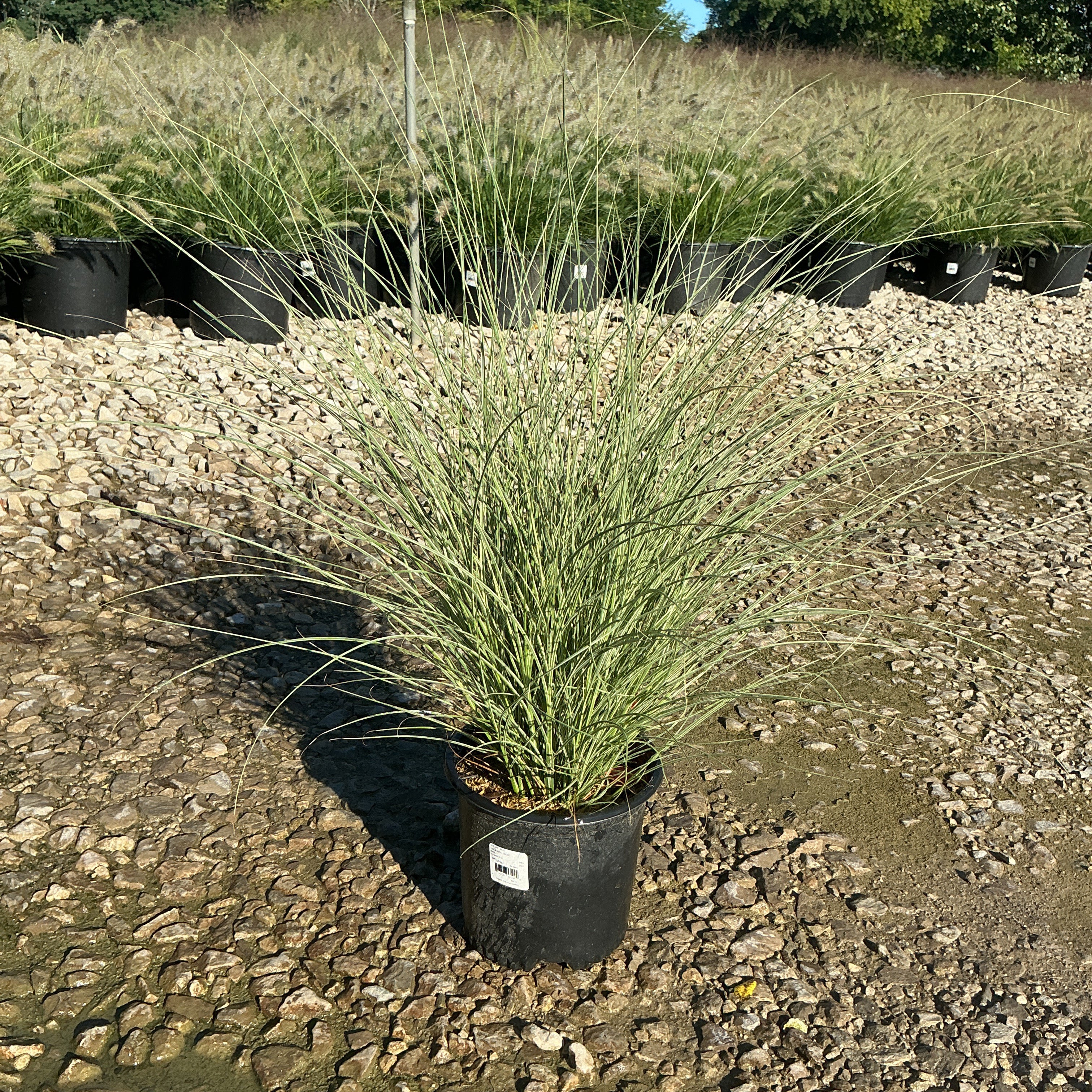 Morning Light Silver Grass in a #1 container showing fine silvery-green arching blades at a nursery.