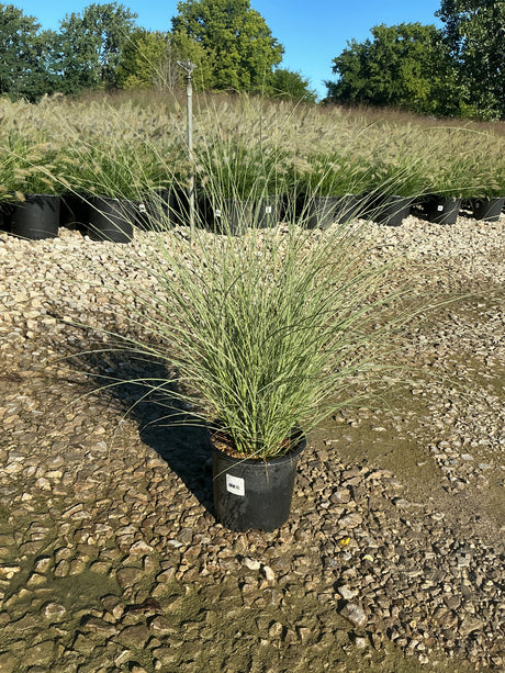 Morning Light Silver Grass in a #1 container showing fine silvery-green arching blades at a nursery.