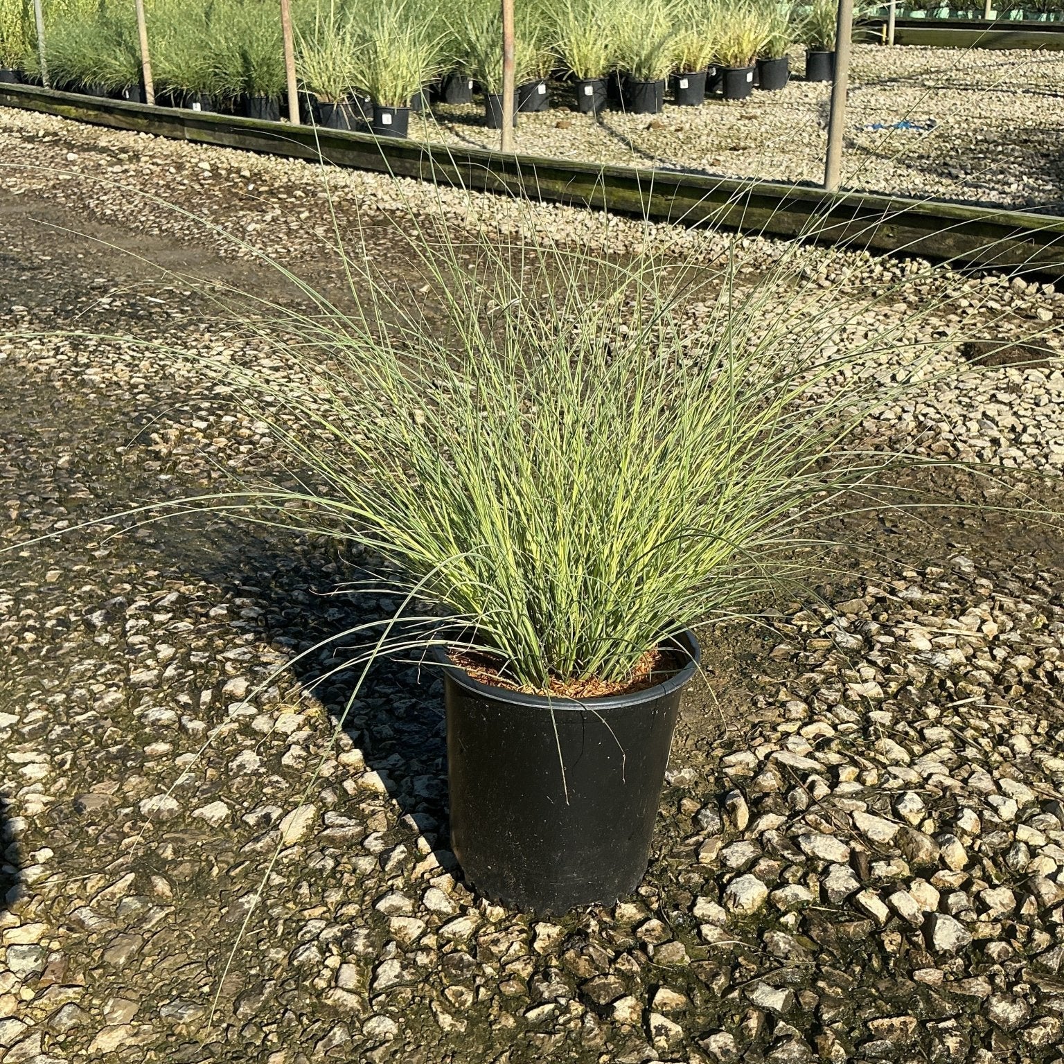 Morning Light Silver Grass in a #2 nursery container, showing fine silvery-green arching blades at a garden center.