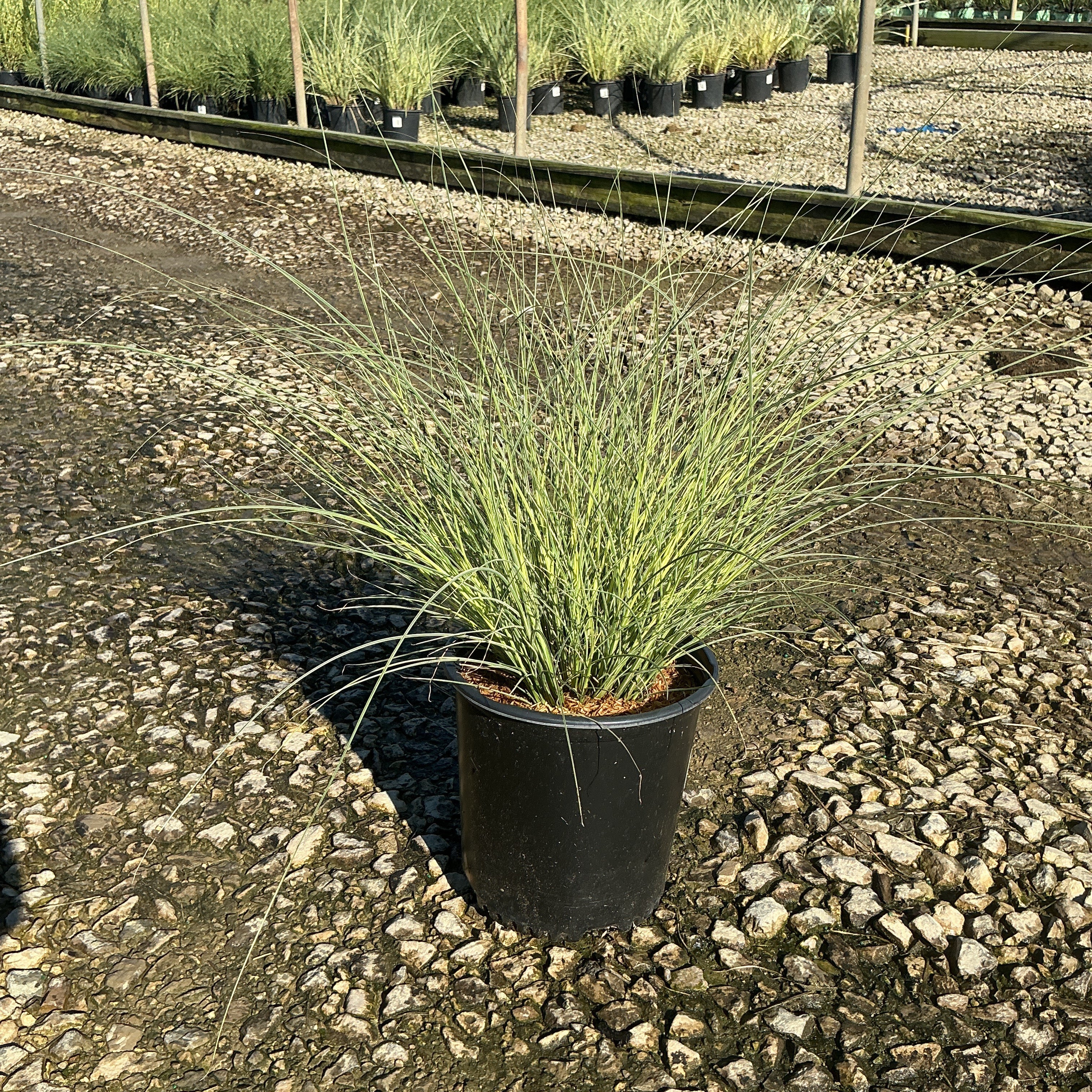 Morning Light Silver Grass in a #2 nursery container, showing fine silvery-green arching blades at a garden center.