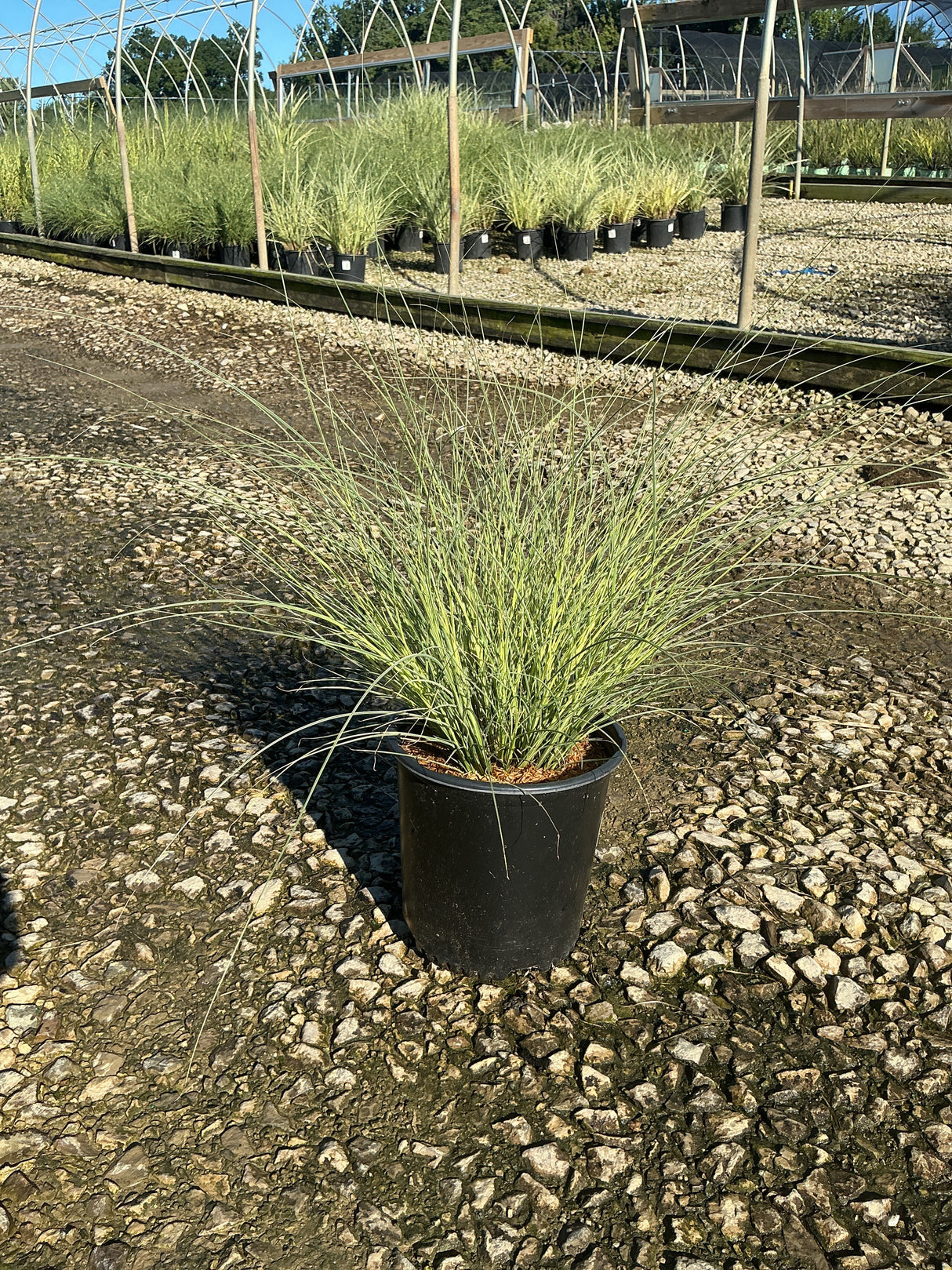 Morning Light Silver Grass in a #2 nursery container, showing fine silvery-green arching blades at a garden center.