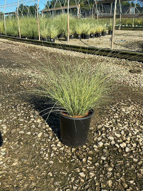 Morning Light Silver Grass in a #2 nursery container, showing fine silvery-green arching blades at a garden center.