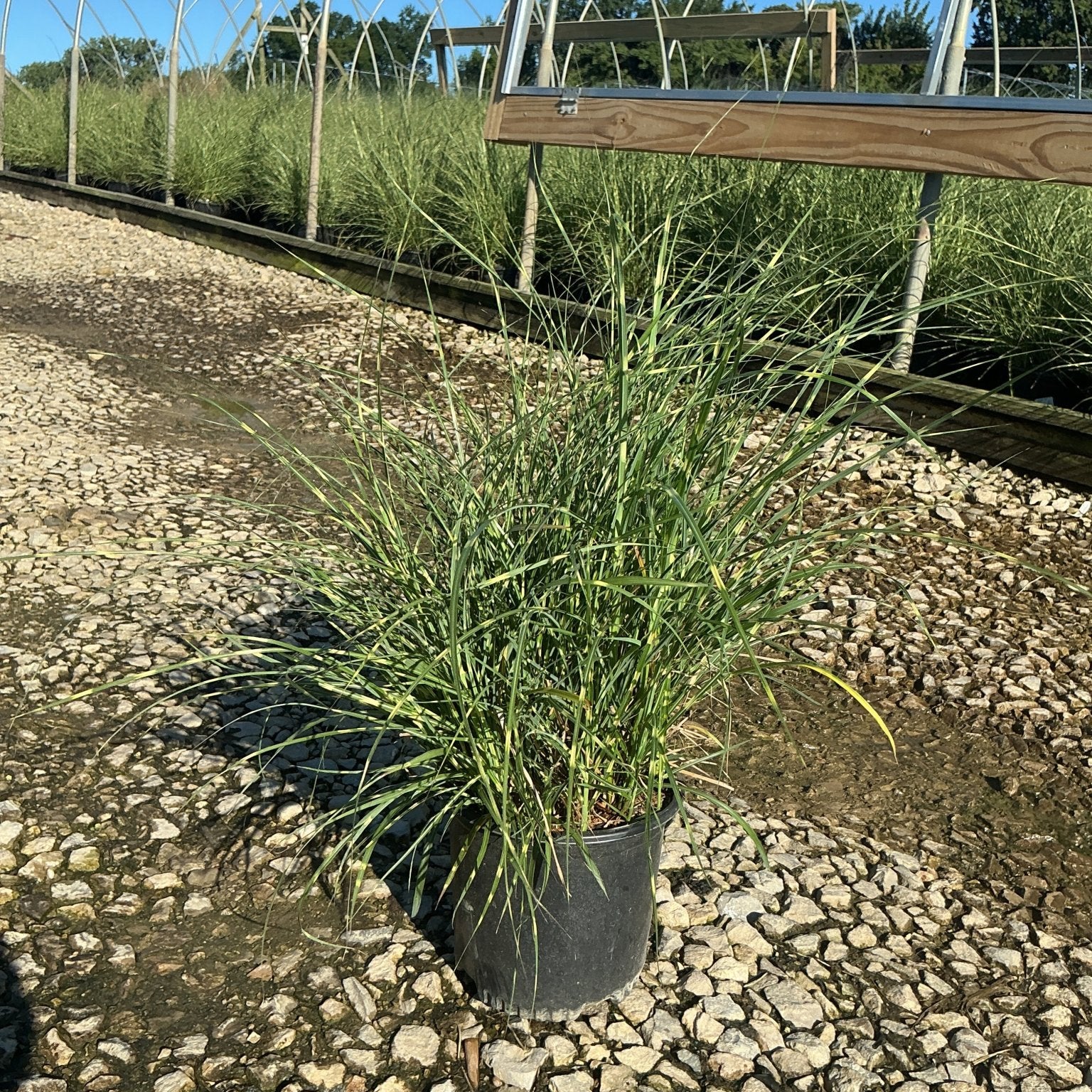 Little Zebra Maiden Grass in a #1 nursery container, showing its narrow variegated foliage at a growing facility.