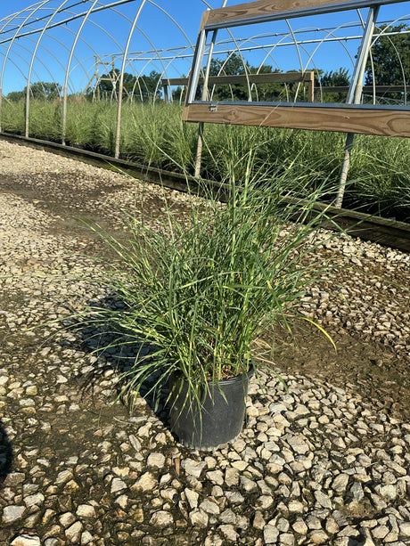 Little Zebra Maiden Grass in a #1 nursery container, showing its narrow variegated foliage at a growing facility.