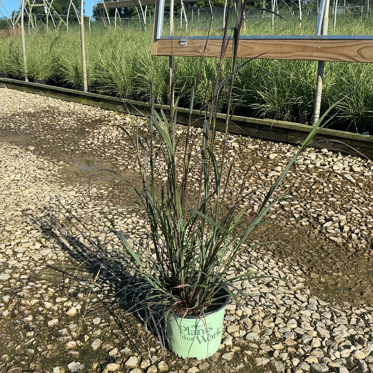Blackhawks Big Bluestem ornamental grass in a #1 container showing deep burgundy-tinged upright foliage at a nursery.