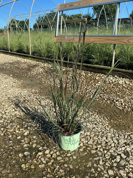 Blackhawks Big Bluestem ornamental grass in a #1 container showing deep burgundy-tinged upright foliage at a nursery.