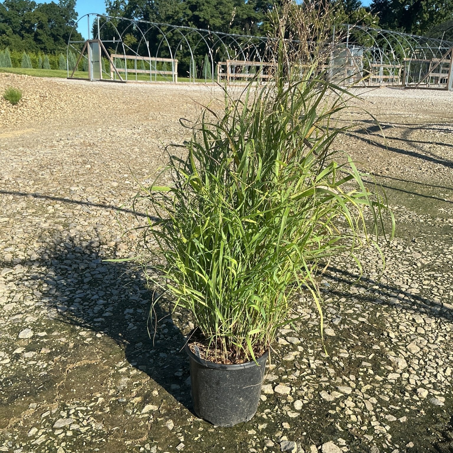 Shenandoah Switch Grass in a #1 nursery container displaying tall green upright foliage with airy seed heads on gravel.
