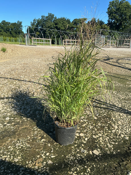 Shenandoah Switch Grass in a #1 nursery container displaying tall green upright foliage with airy seed heads on gravel.