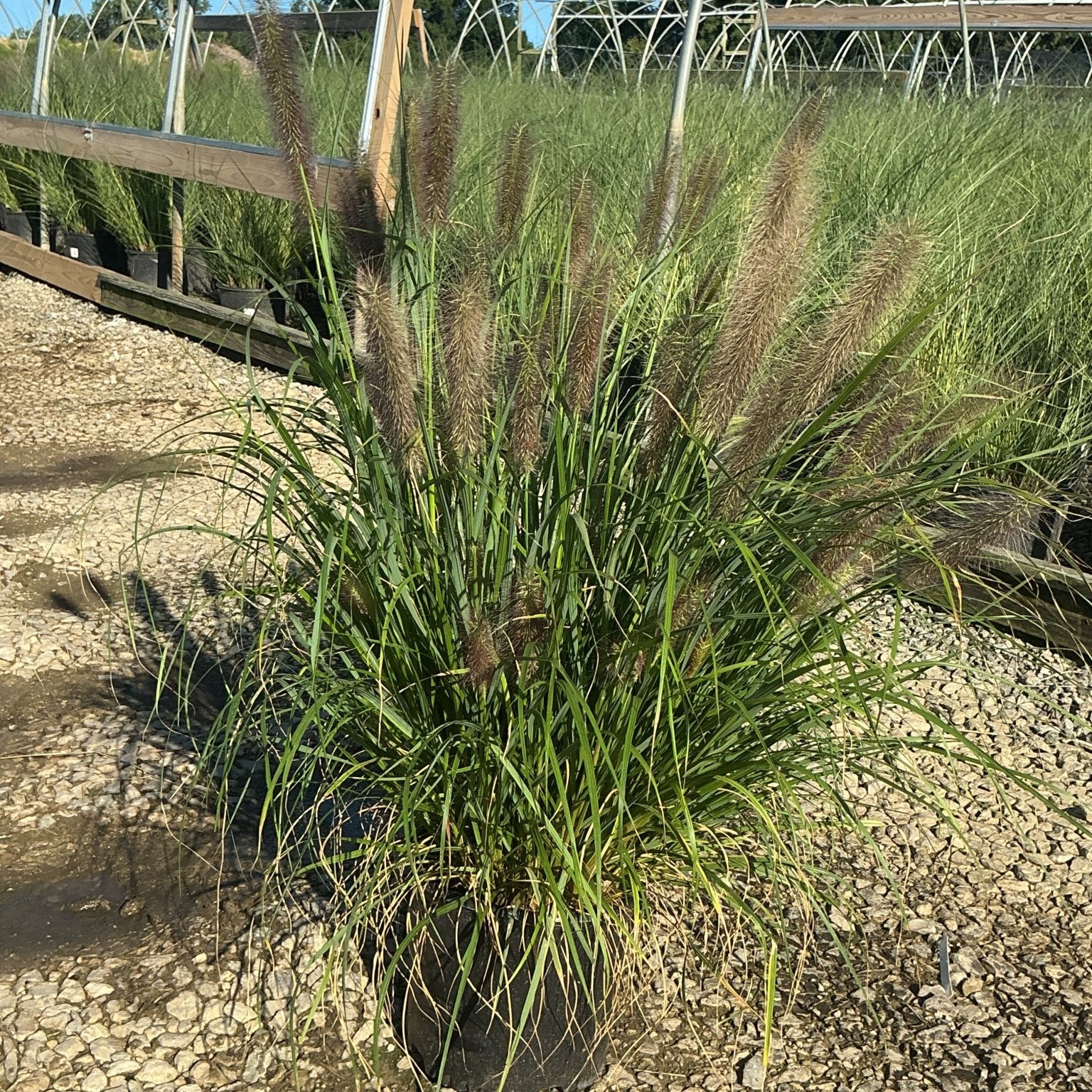 Redhead Fountain Grass in a #3 container displaying full arching green foliage with deep reddish-brown plumes at a nursery.
