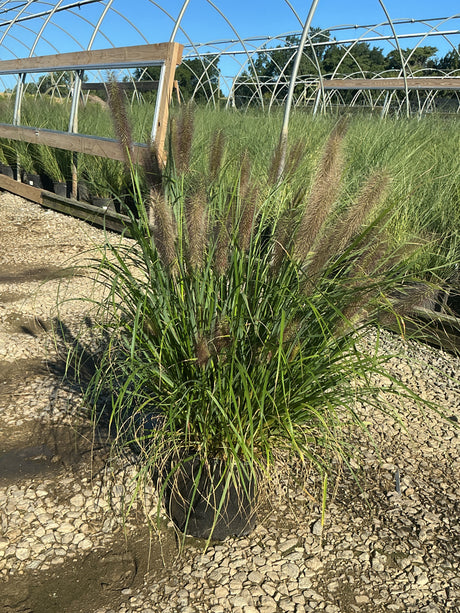 Redhead Fountain Grass in a #3 container displaying full arching green foliage with deep reddish-brown plumes at a nursery.