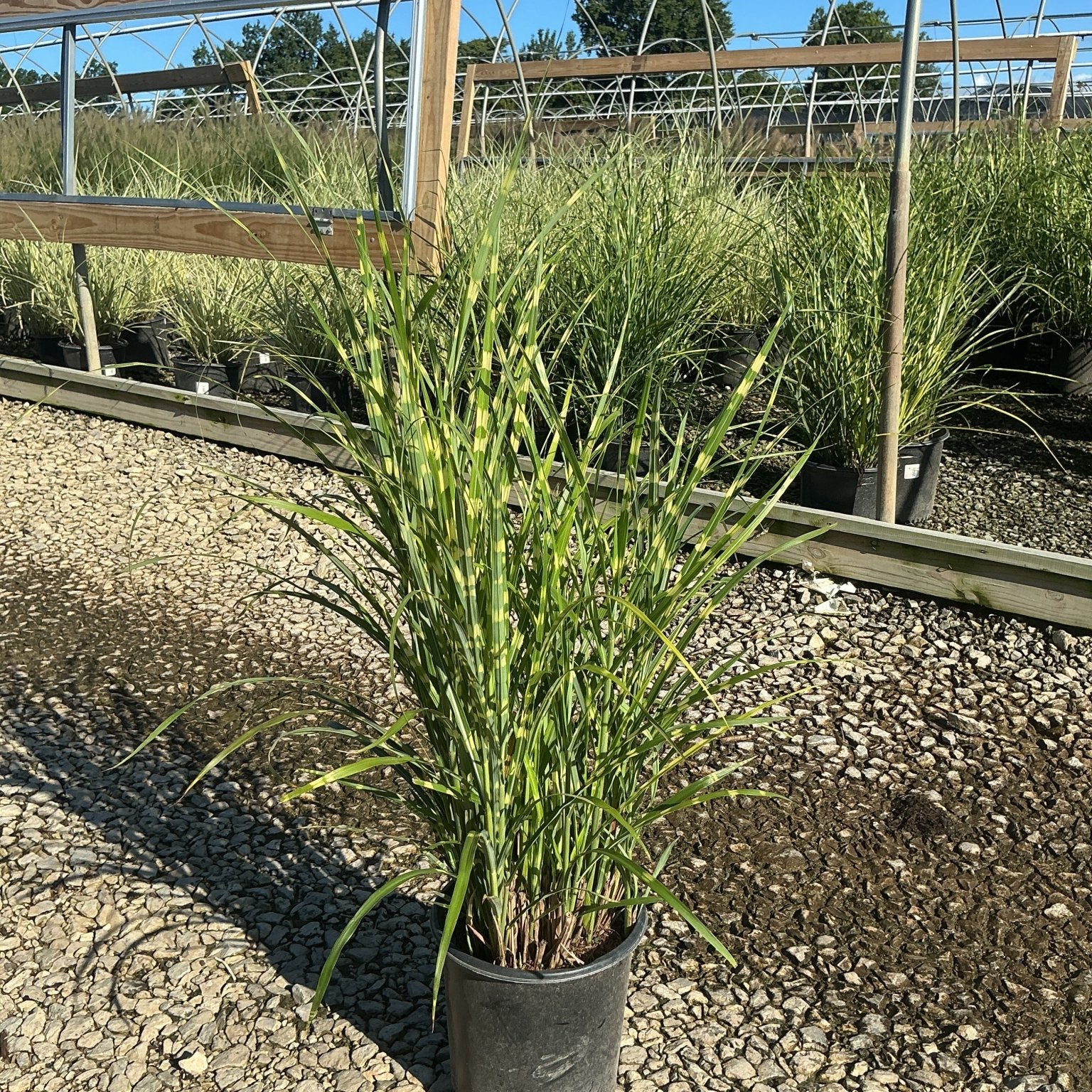 Zebra Grass Miscanthus sinensis Zebrinus in a #2 container showing tall green and yellow banded foliage at a nursery.
