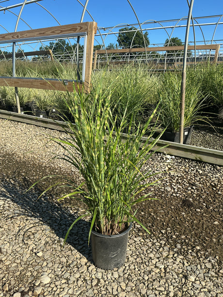 Zebra Grass Miscanthus sinensis Zebrinus in a #2 container showing tall green and yellow banded foliage at a nursery.