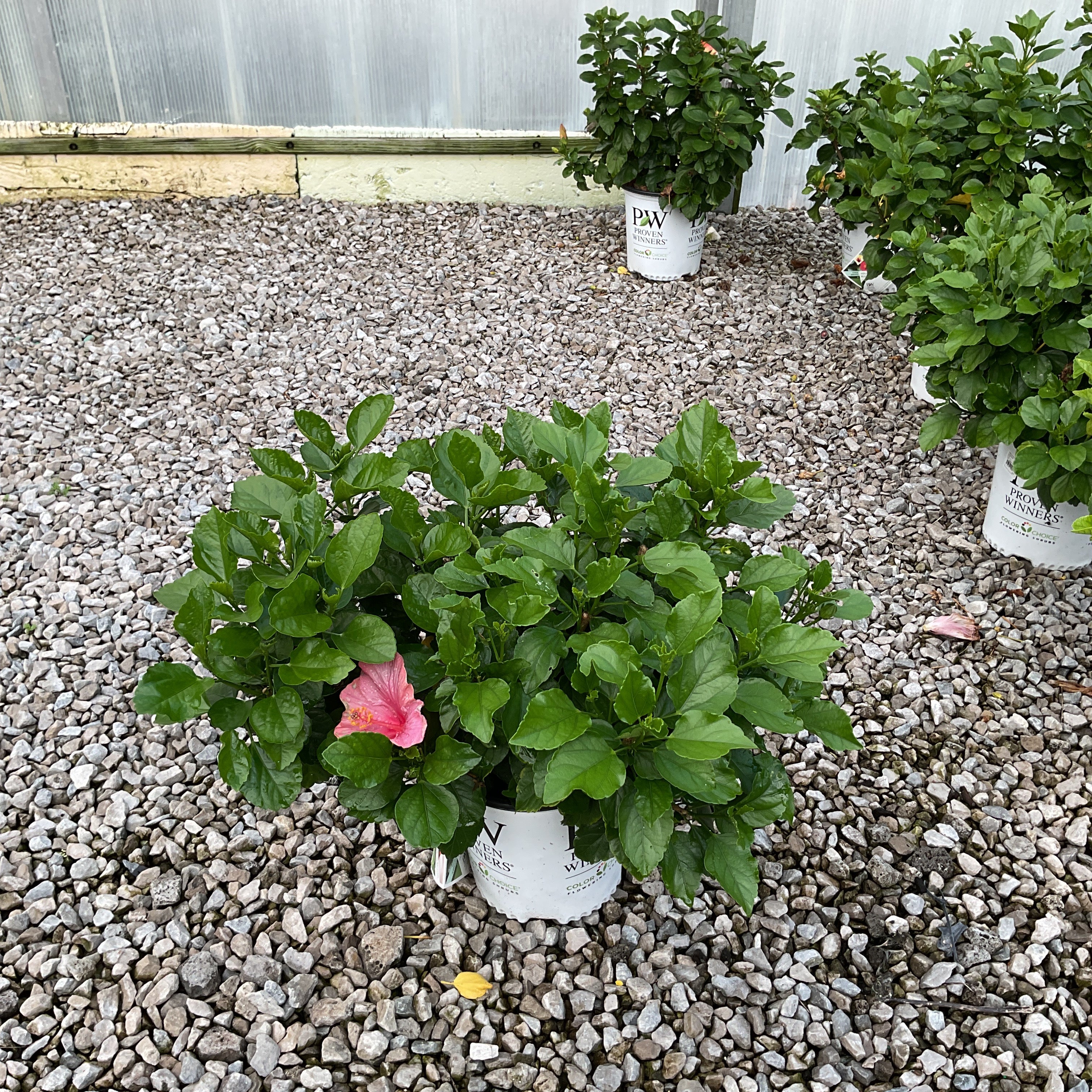 Hollywood Hibiscus Chatty Cathy in a Proven Winners container with pink blooms growing on a gravel greenhouse floor.
