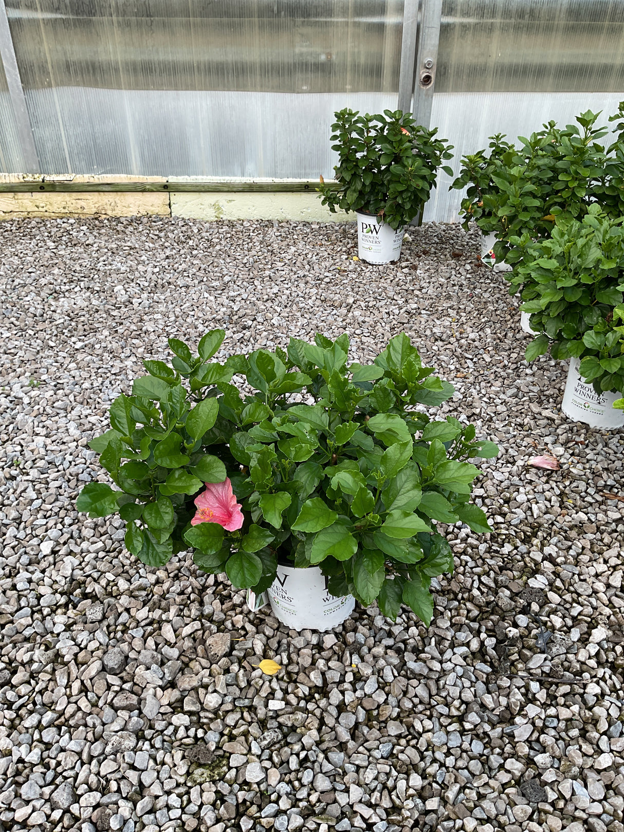 Hollywood Hibiscus Chatty Cathy in a Proven Winners container with pink blooms growing on a gravel greenhouse floor.