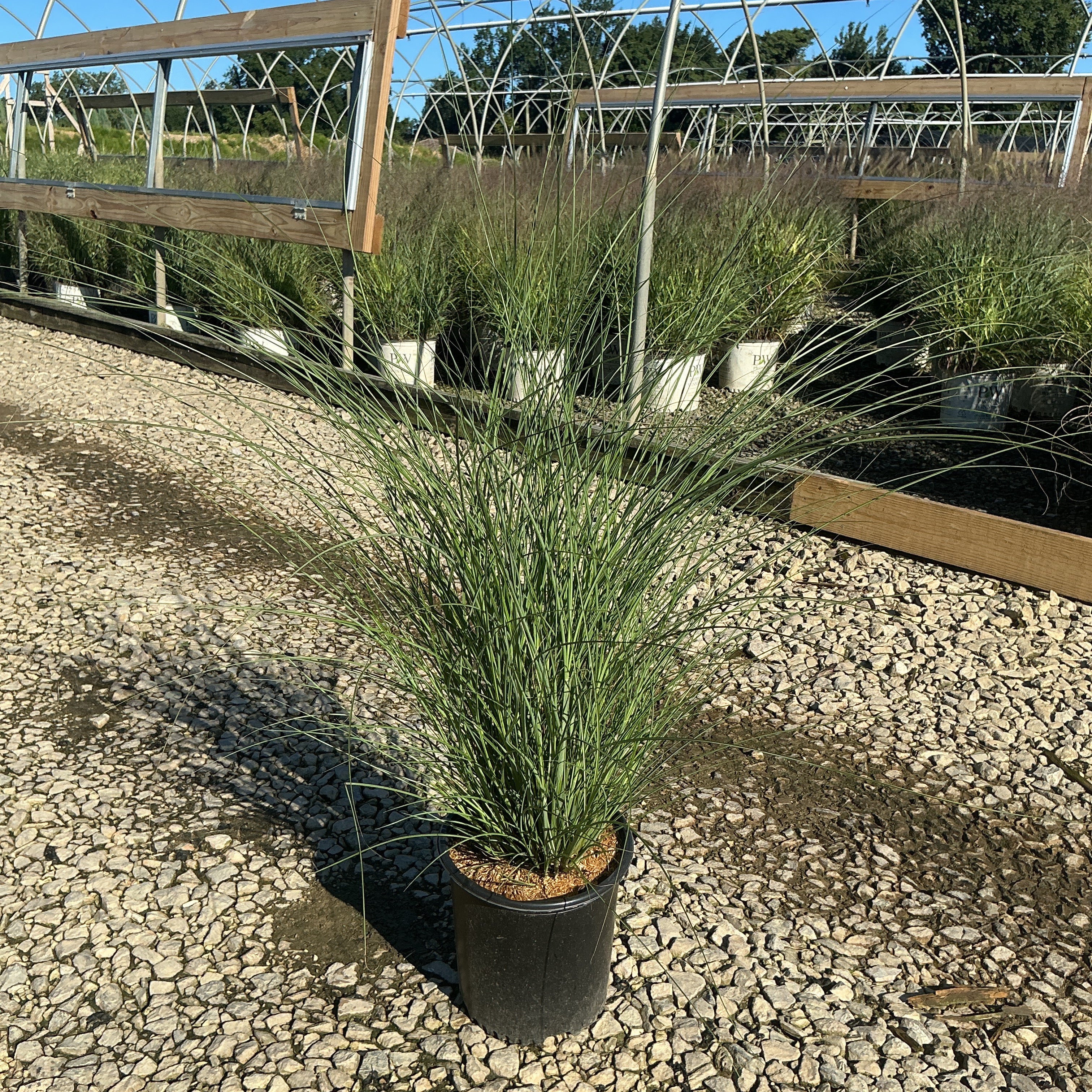 Maiden Grass Miscanthus sinensis Gracillimus growing in a #2 black nursery container at a garden center.