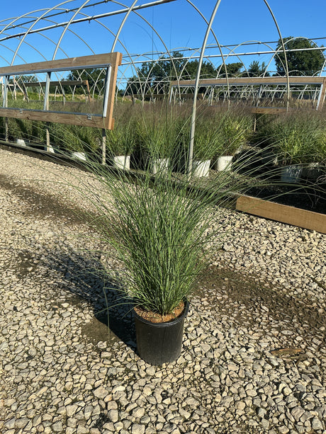 Maiden Grass Miscanthus sinensis Gracillimus growing in a #2 black nursery container at a garden center.