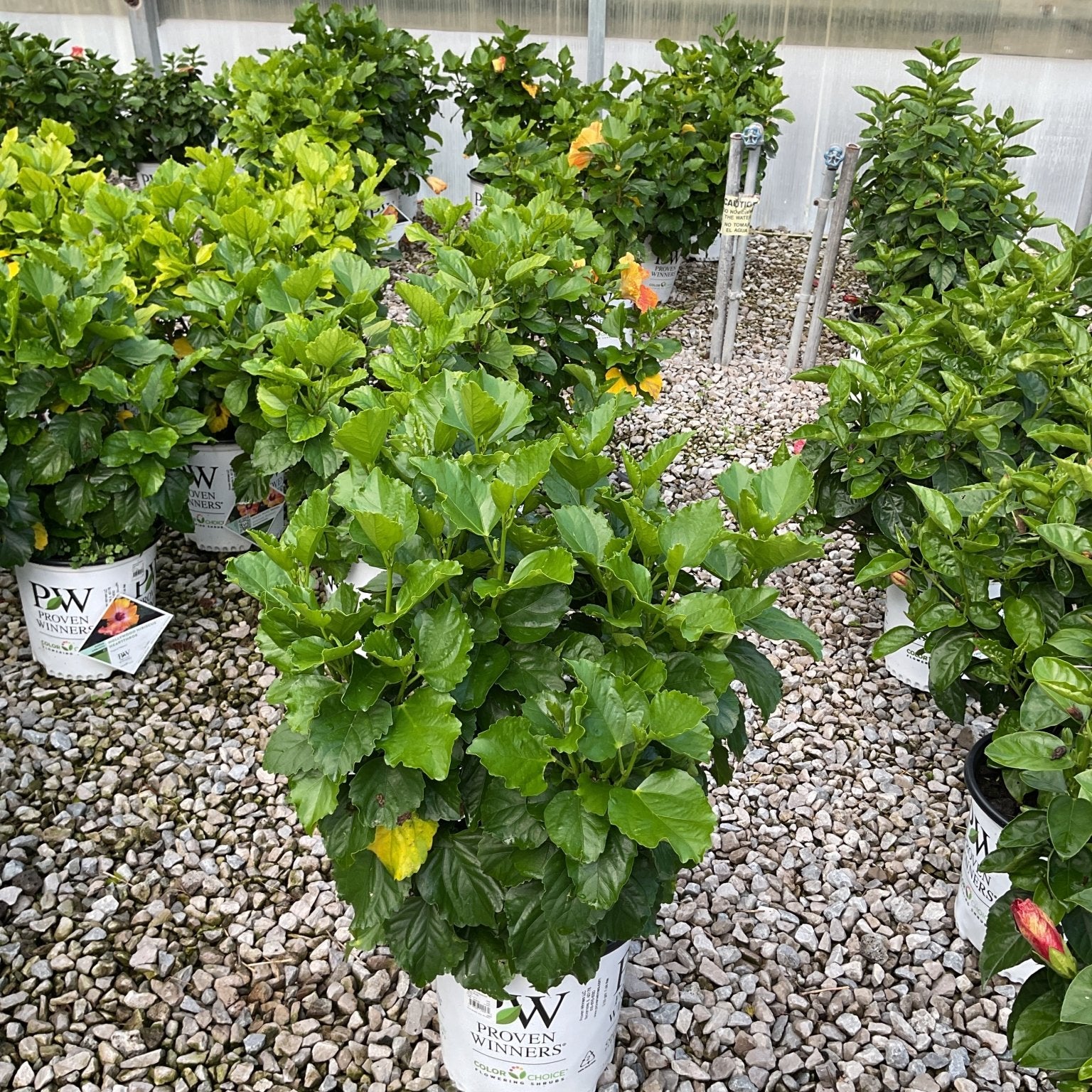 Hollywood Hibiscus Heartthrob shrub in a Proven Winners container displaying lush green foliage in a greenhouse setting.