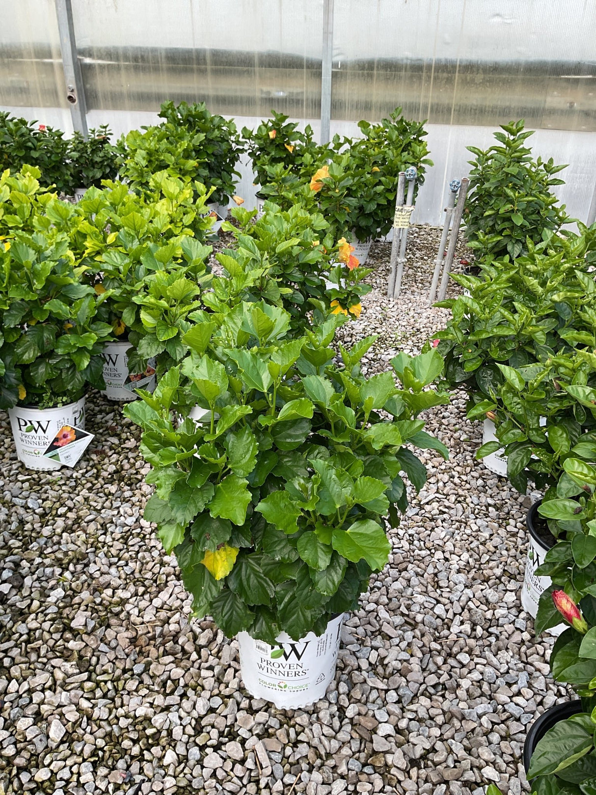 Hollywood Hibiscus Heartthrob shrub in a Proven Winners container displaying lush green foliage in a greenhouse setting.