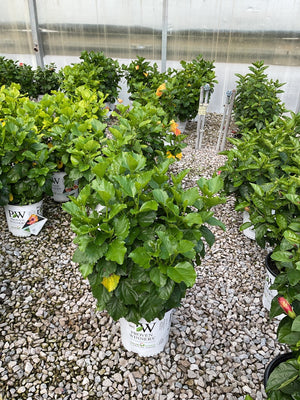 Hollywood Hibiscus Heartthrob shrub in a Proven Winners container displaying lush green foliage in a greenhouse setting.