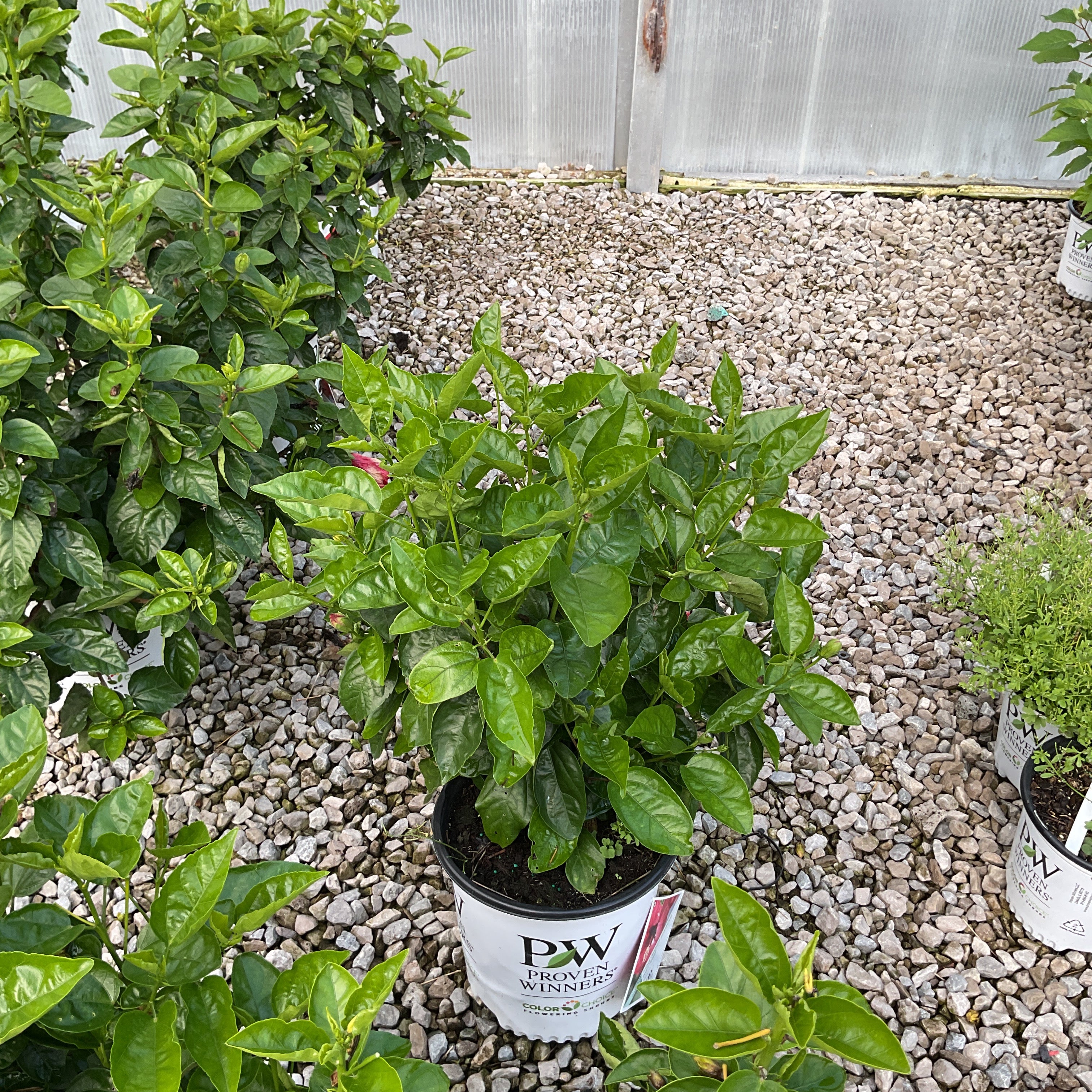 Hollywood Hibiscus Hot Shot shrub in a Proven Winners #2 container showing dense green foliage in a greenhouse setting.