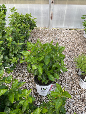 Hollywood Hibiscus Hot Shot shrub in a Proven Winners #2 container showing dense green foliage in a greenhouse setting.