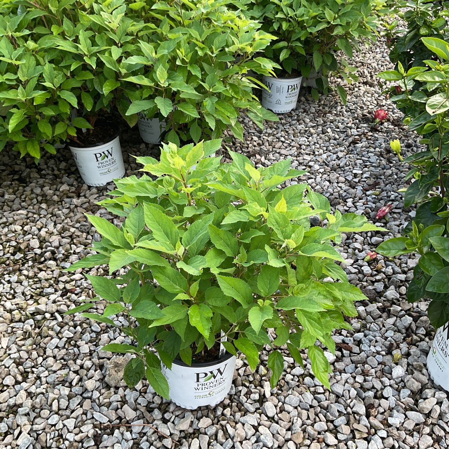 Invincibelle Lace Smooth Hydrangea in a Proven Winners #1 container displayed on gravel at a nursery.