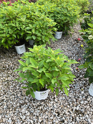 Invincibelle Lace Smooth Hydrangea in a Proven Winners #1 container displayed on gravel at a nursery.