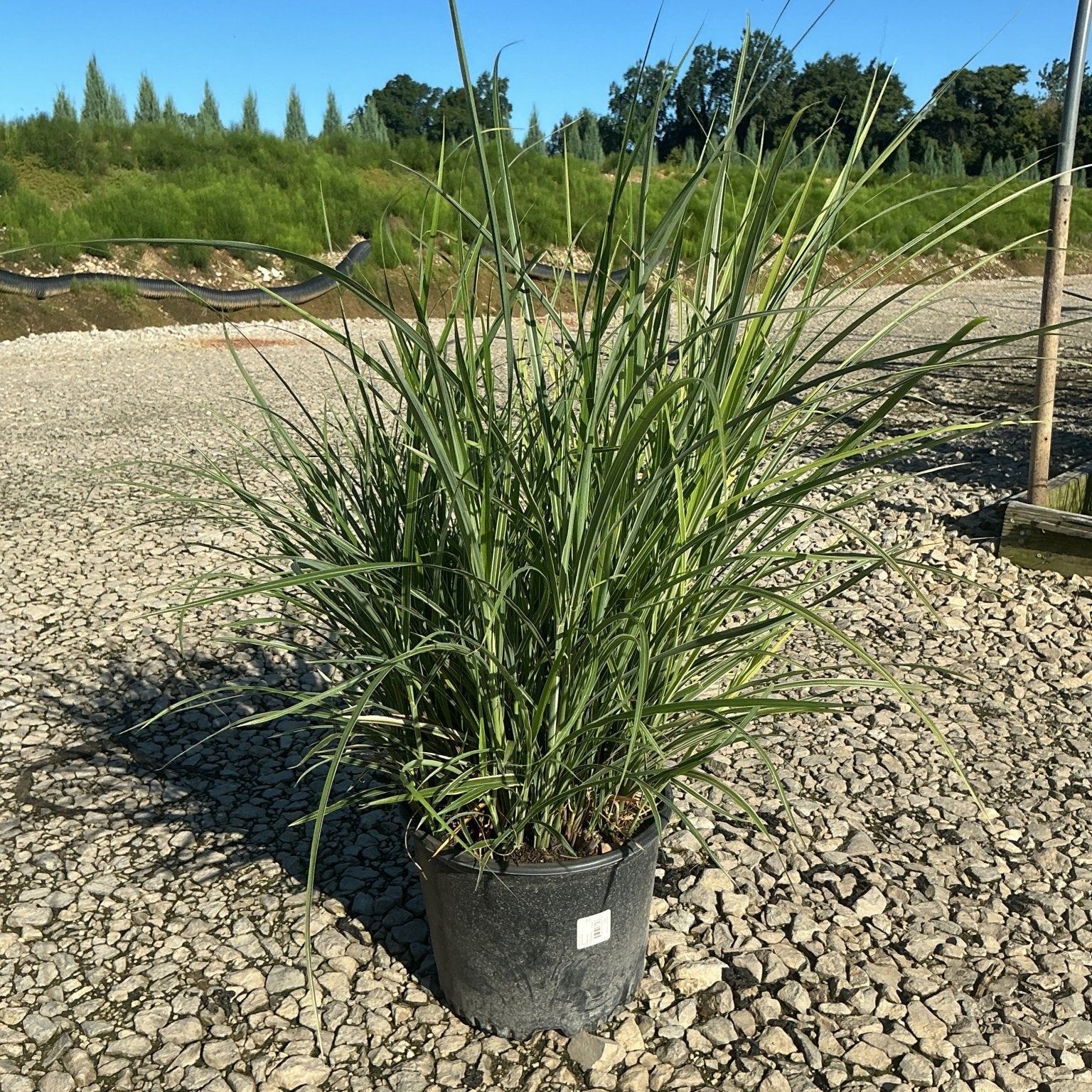 Miscanthus sinensis 'Rigoletto' maiden grass in a #3 container, showing upright variegated foliage on a gravel nursery surface.