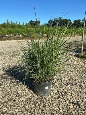 Miscanthus sinensis 'Rigoletto' maiden grass in a #3 container, showing upright variegated foliage on a gravel nursery surface.