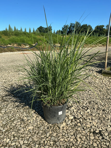 Miscanthus sinensis 'Rigoletto' maiden grass in a #3 container, showing upright variegated foliage on a gravel nursery surface.