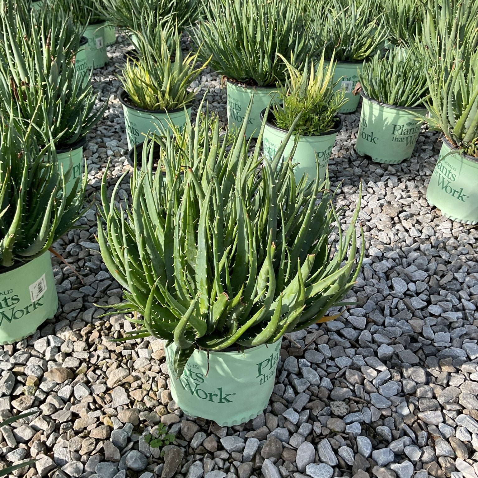 Hedgehog Aloe plants in nursery containers displayed on gravel, showing dense spiky green rosettes in gallon pots.