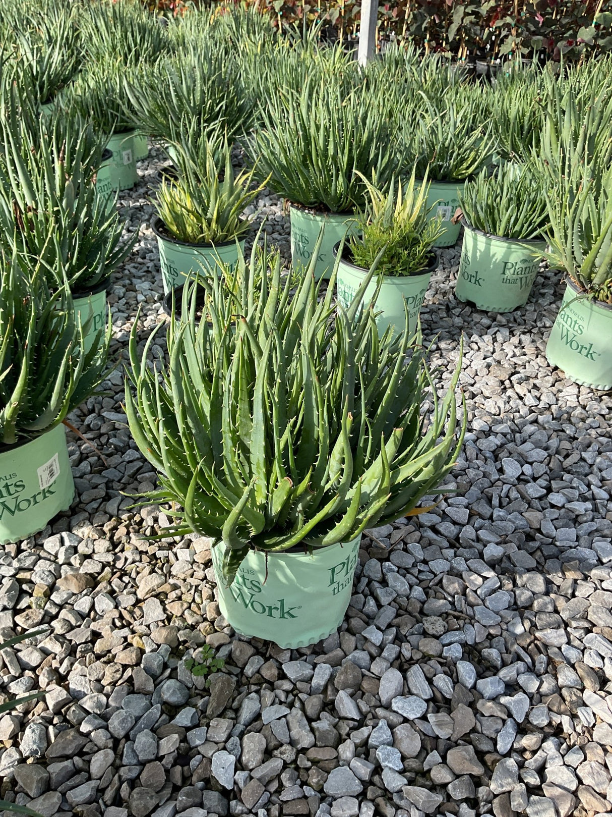 Hedgehog Aloe plants in nursery containers displayed on gravel, showing dense spiky green rosettes in gallon pots.